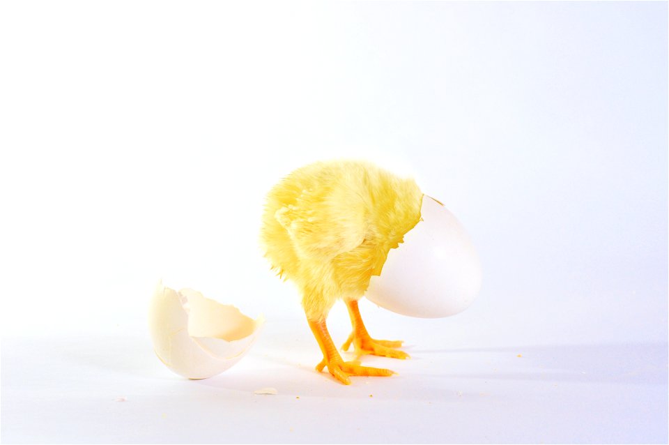 Chicken Chick