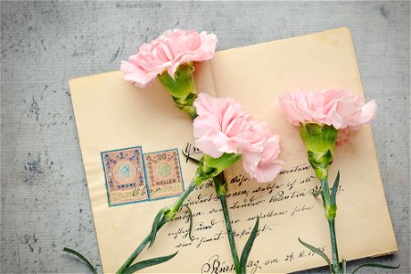Letter Carnation photo