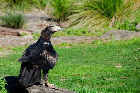 Bird of prey bird australian