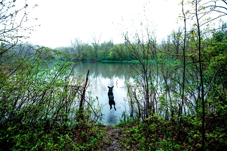 Dog Diving