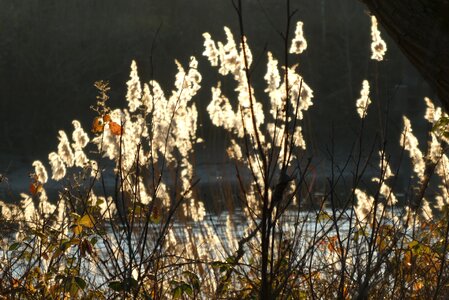 Winter sun plumes