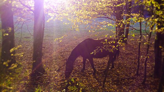 Dawn outdoor fall