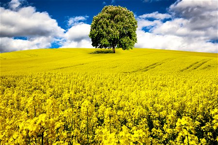 Rape Field Tree photo