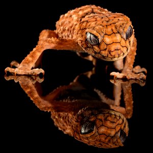 Rough Knob Tailed Gecko photo