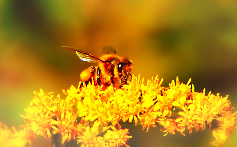 Apiformes nectar pollen