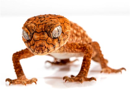 Rough Knob Tailed Gecko photo