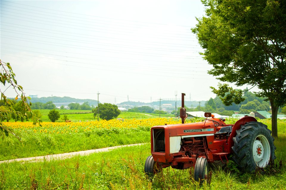 Tractor Sunflower Field