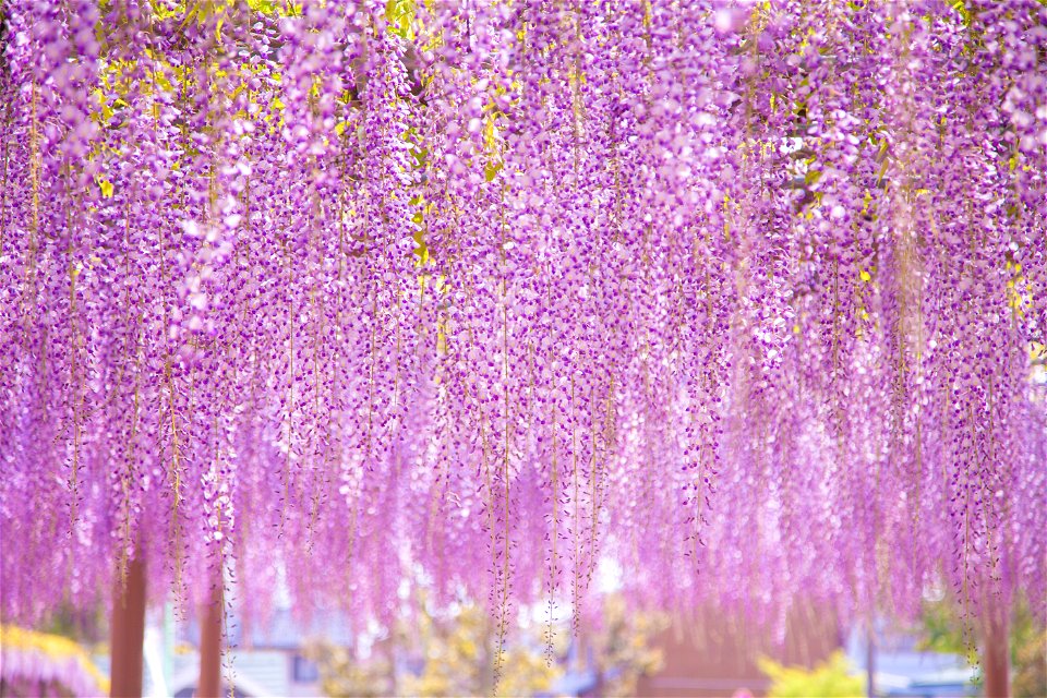 Japanese Wisteria Flower