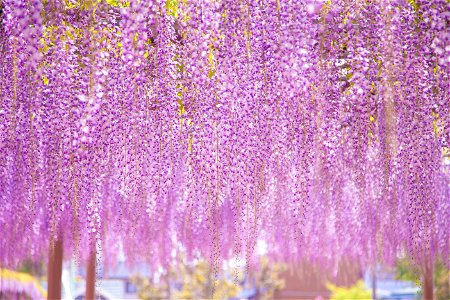 Japanese Wisteria Flower photo