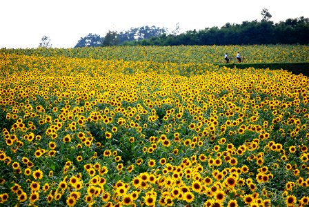 Sunflower Field photo