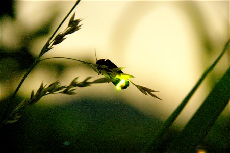 Firefly Insect Light