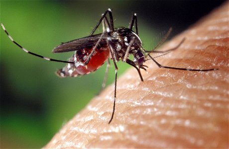 Aedes Mosquito