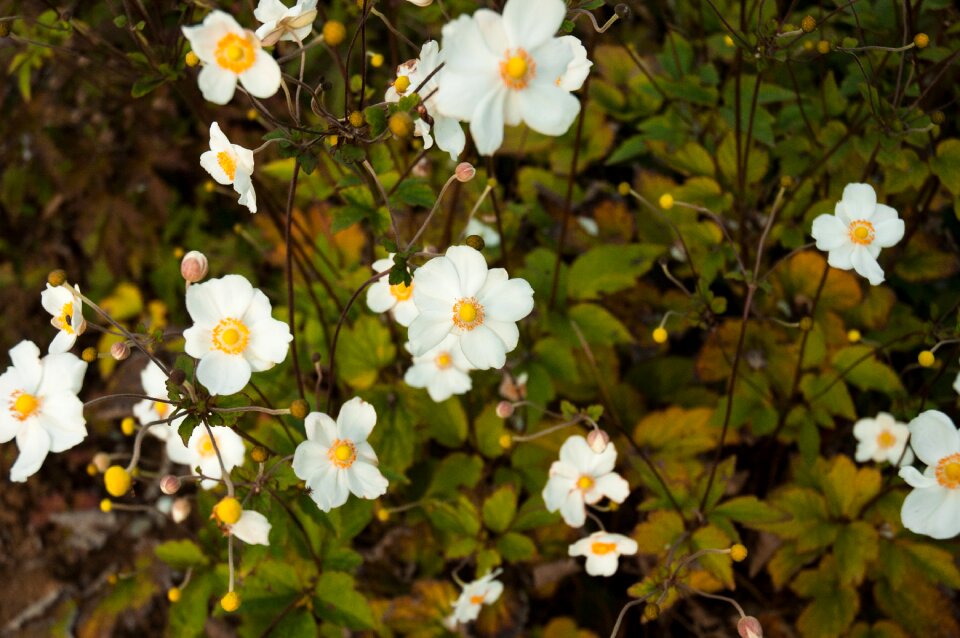 Garden rose flower garden