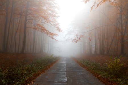 Fog Path Forest photo