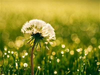 Dandelion Puffball