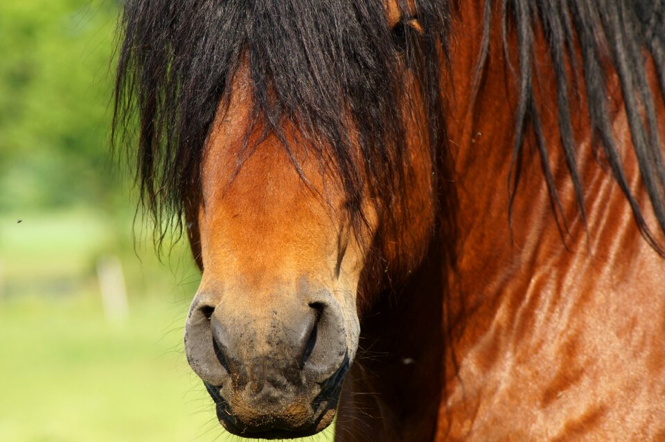Animal horse head black