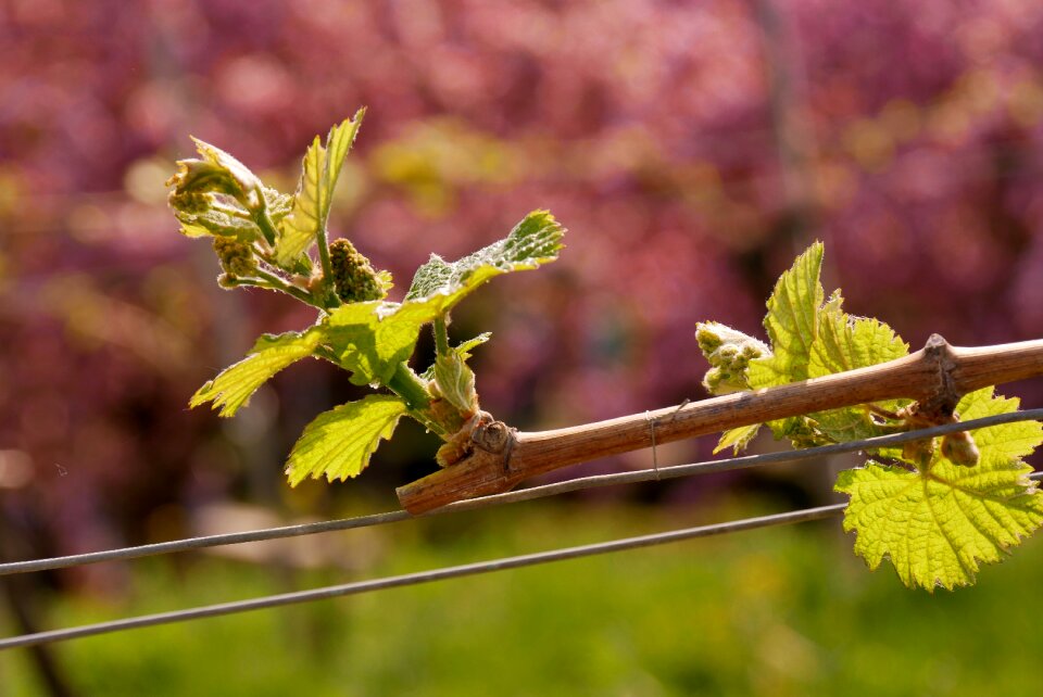 Plant tree grapevine