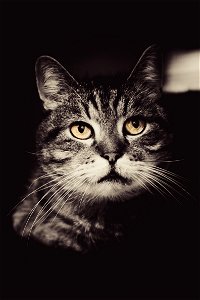Cat Animal photo