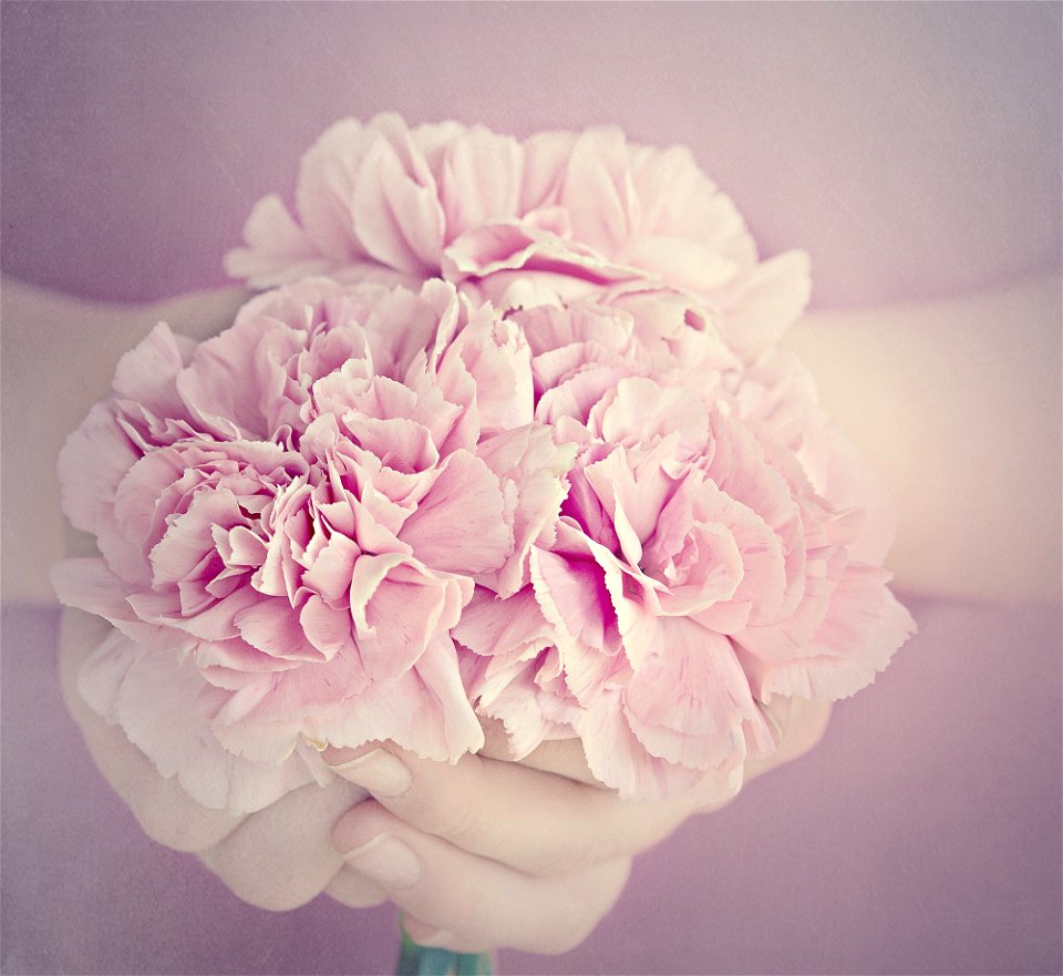 Carnation Hands photo