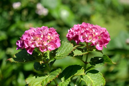 Summer plant pink photo