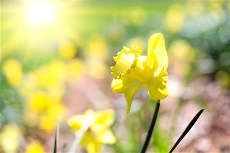 Daffodil Flower photo