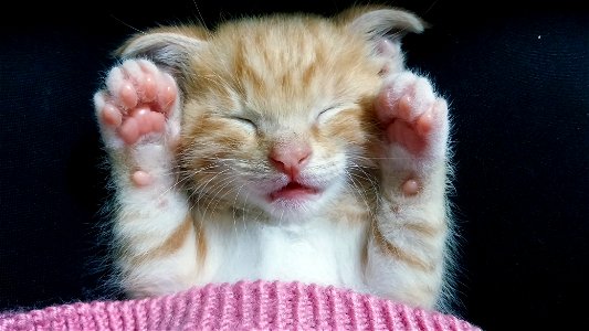 Kitten Cat Sleeping
