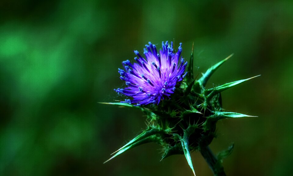Plant nature flora