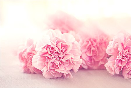 Carnations Flower photo