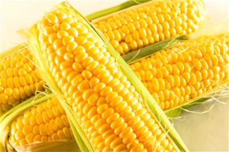 Corn Maize photo