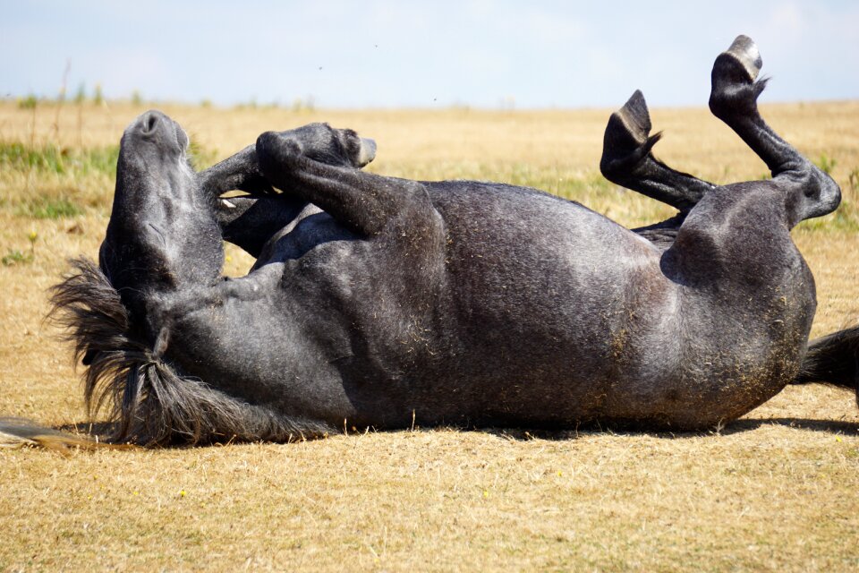 Nature horses pasture