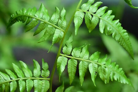 Greenery branch wild