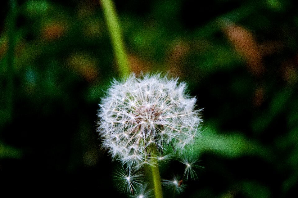 Dandelion plant flower
