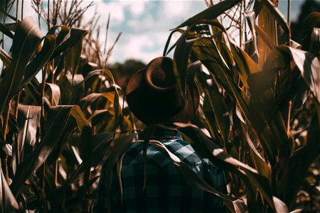 Corn Field Man photo
