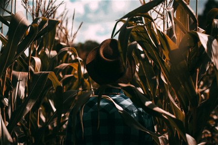 Corn Field Man