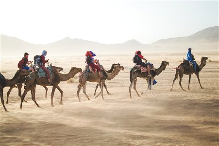 Camel Sahara Desert photo