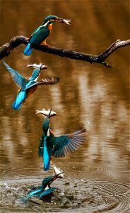 Kingfisher Hunting photo