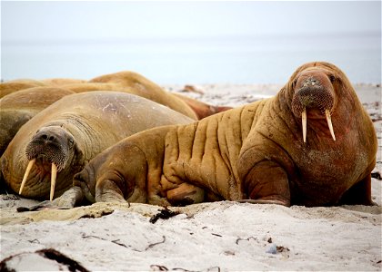 Walrus Animal photo