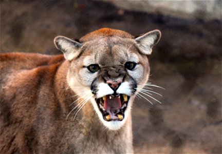 Cougar Puma photo