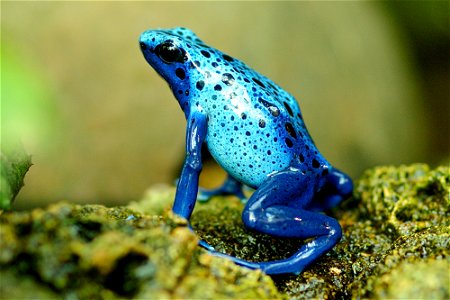 Blue Poison Dart Frog photo