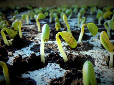 Soybean Seedlings photo