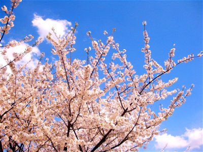 Cherry Blossoms