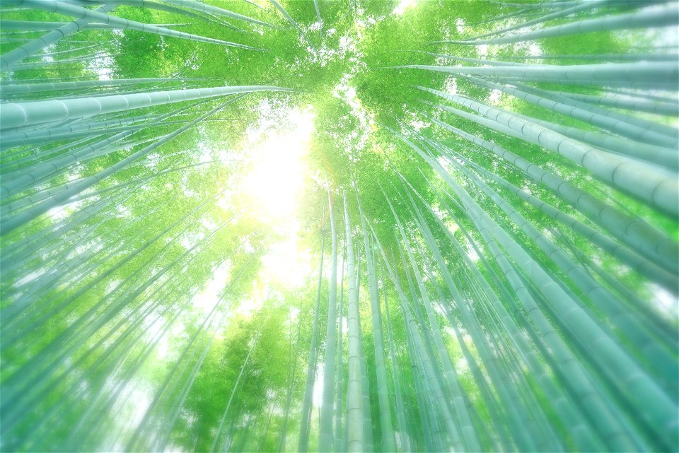 Bamboo Forest