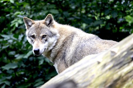 Wolf Animal photo