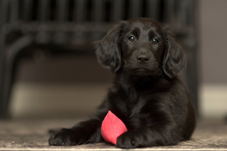Black puppy hunting