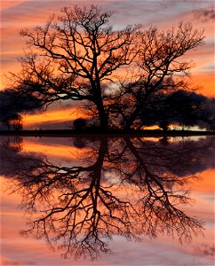 Lake Tree Sunset photo