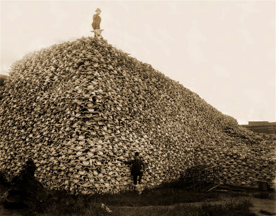 Bison Skull Pile