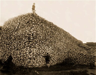 Bison Skull Pile photo