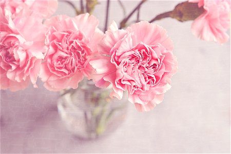 Carnation Flower photo