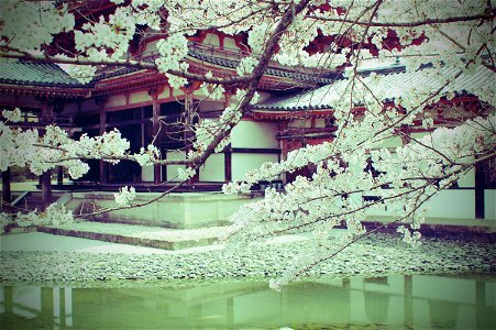 Byodo In Cherry Blossoms photo