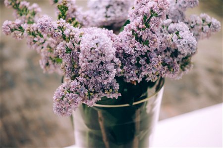 Common Lilac photo